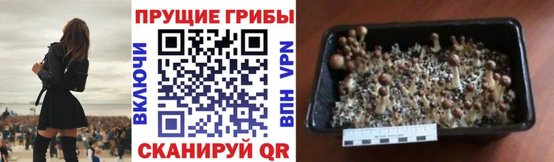 купить   Грозный  Псилоцибиновые грибы MAGIC MUSHROOMS 